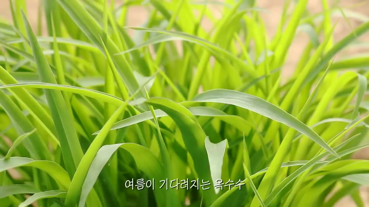 6 am morning routine in Korea's countryside. Days of living alone in a small forest house.🌅🌳🏡