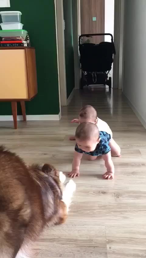 DOG AND CHILD
