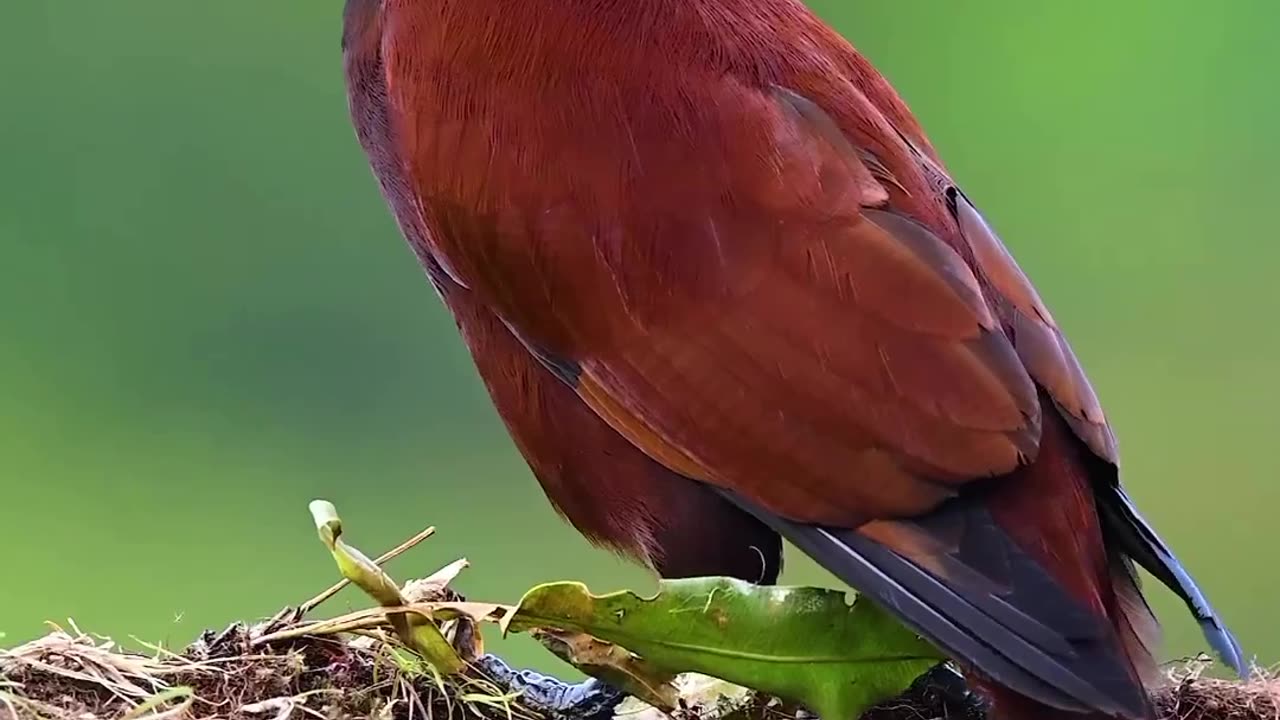 Beautiful birds 🦜