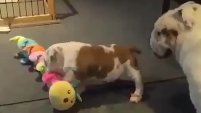 Bulldog are Awesome faniy and cut