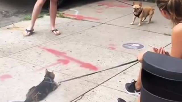 Leashed Cat and Dog Out For Walk Stand Still Facing One Another