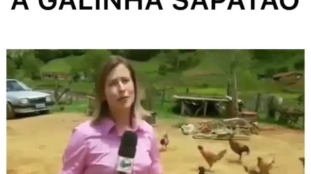 galinha sapatão