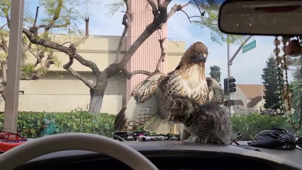 HAWK ATTACK ON KITTEN