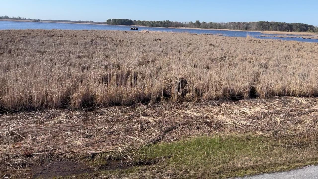 Muskrat Huts