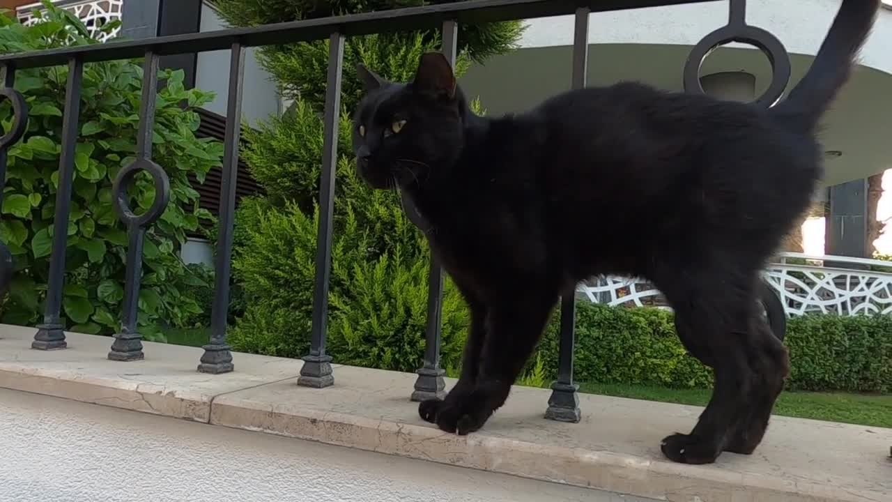 Black cat who was very happy when I stroked her, began to knead