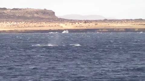 HUGE WHALE JUMPS VERY CLOSE TO BOAT!HUGE WHALE JUMPS VERY CLOSE TO BOAT!