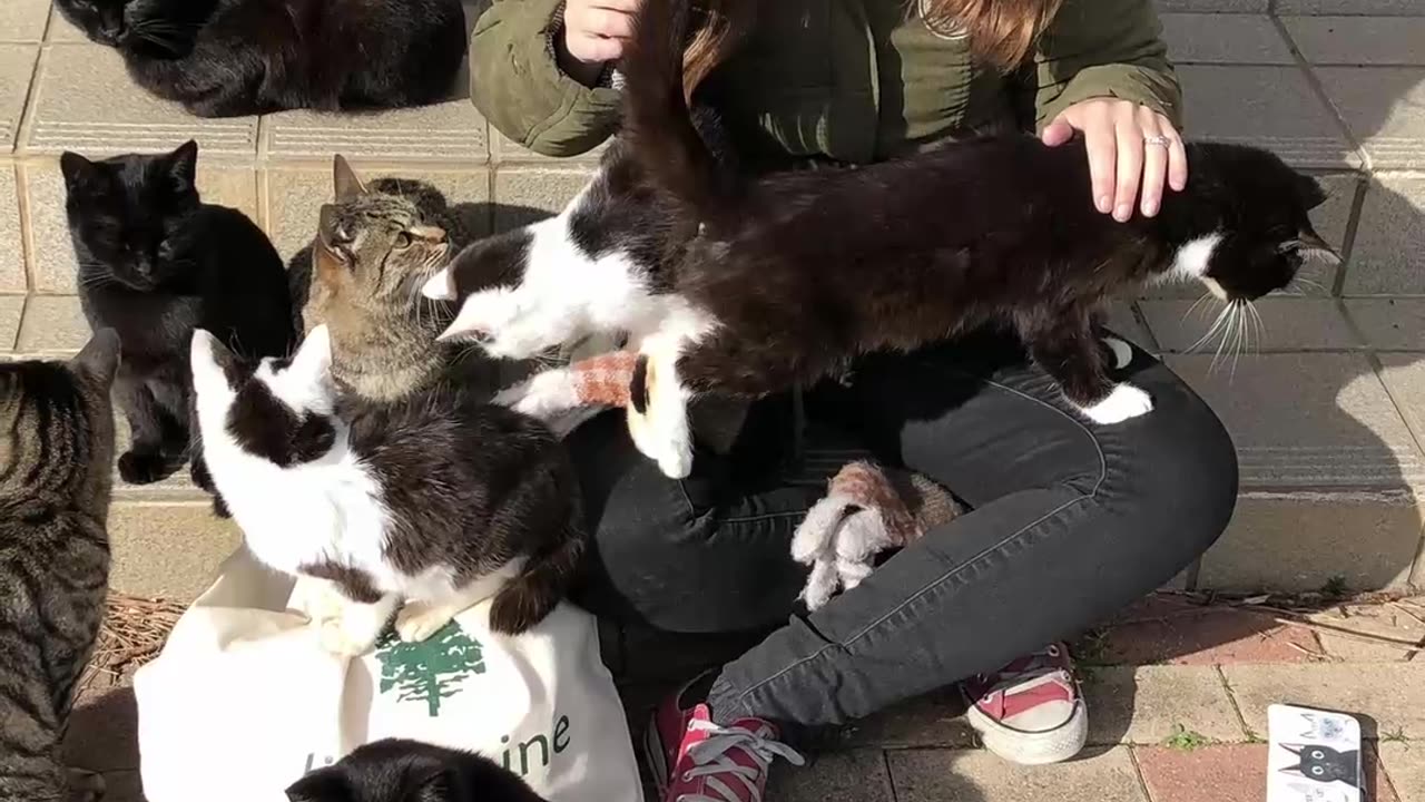 Cat Island: Tashirojima's Feline Paradise