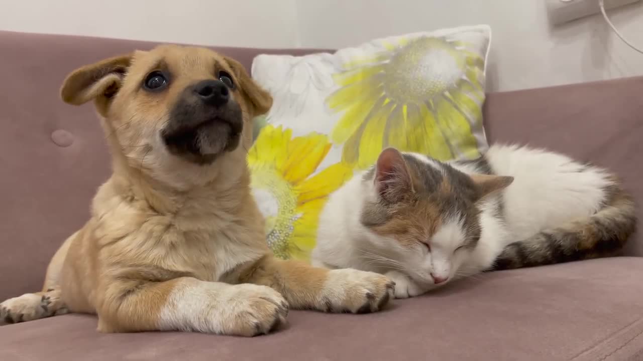 Puppy tries to be friends with a Kitten