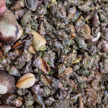 Fresh sea urchins and sea shells, a fisherman's hard work!!