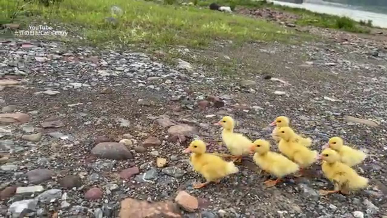 "Adorable Kitten Leads a Duck on a Treasure Hunt for Delicious Food – A Cute and Funny Adventure!"