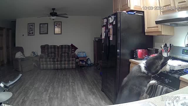 Husky Accidently Causes Kitchen Fire