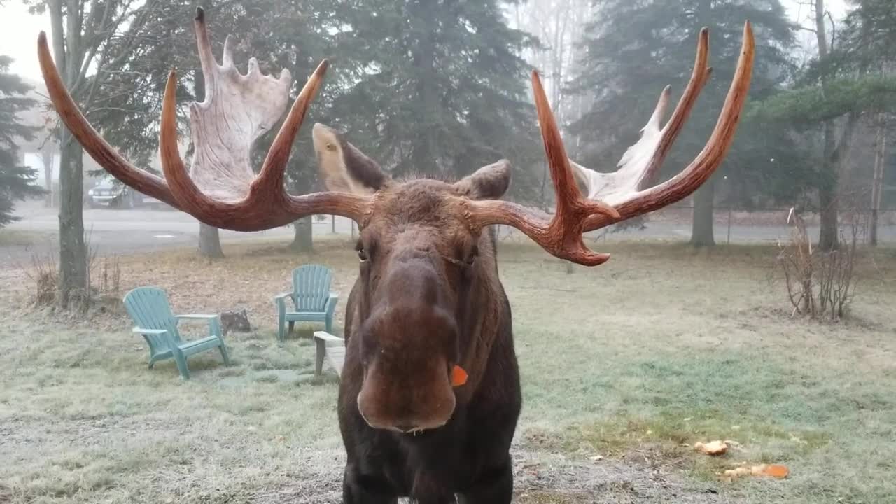 Moose eating Halloween pumpkin