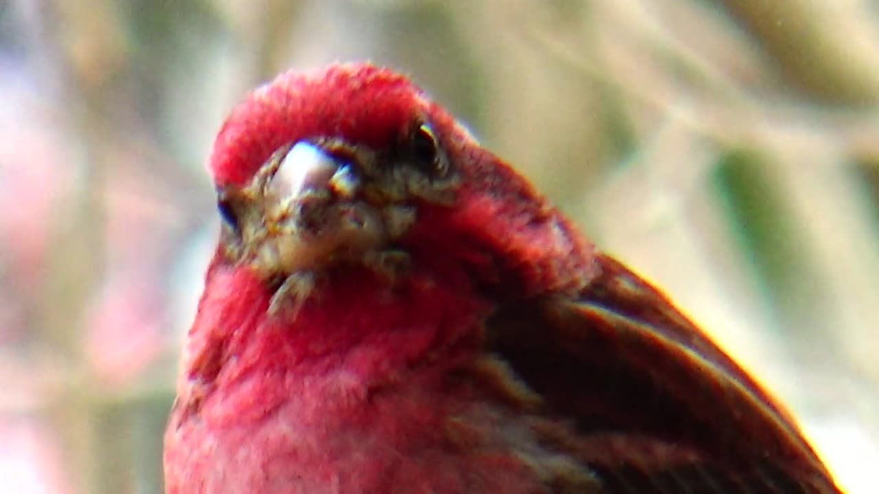 Purple Finch