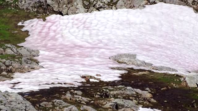 Scientists probe 'snow blood' in the Alps