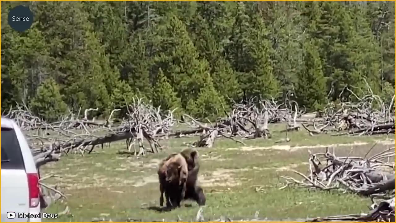 10 Times Brutal Bears Hunt Mercilessly