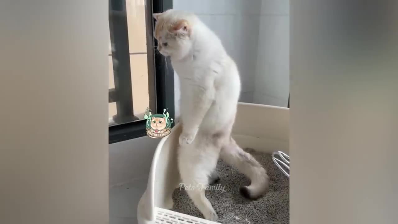 FUNNY CAT