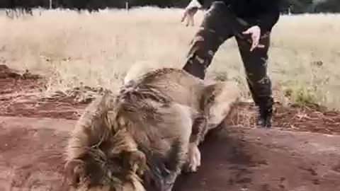 Scaring a lion 🦁