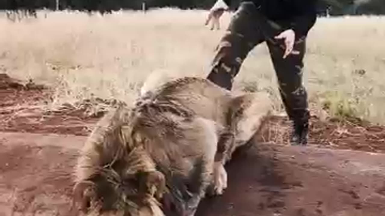 Scaring a lion 🦁