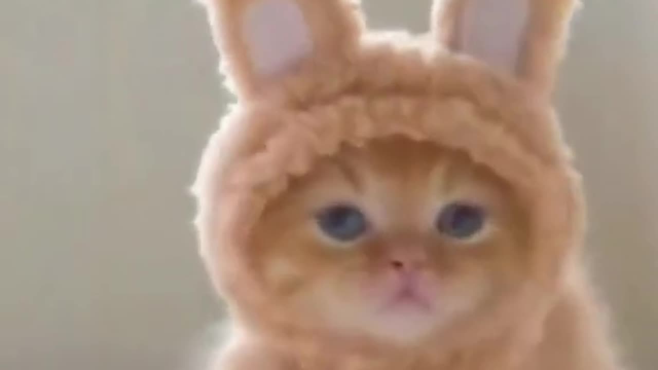 Cat video..cat wearing cap