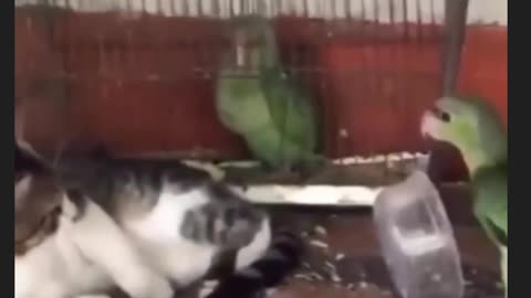 Cat fighting with parrot