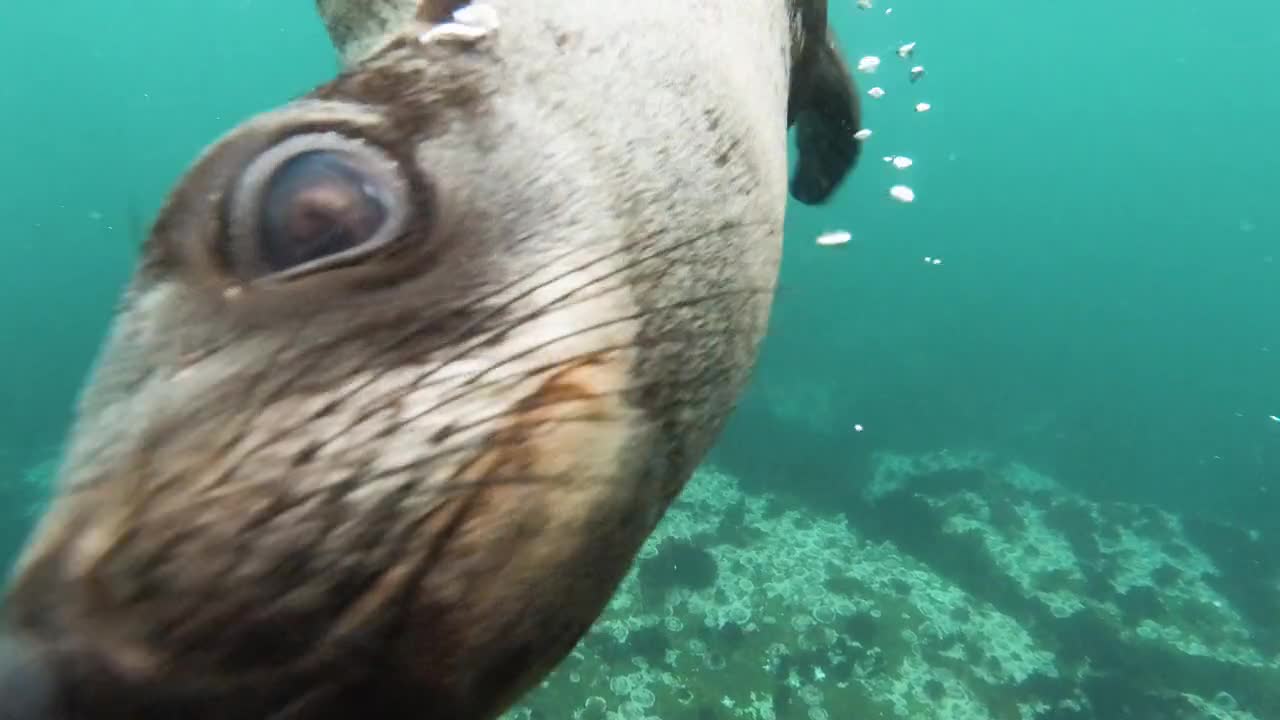 Close up view of sea lion swimming underwater