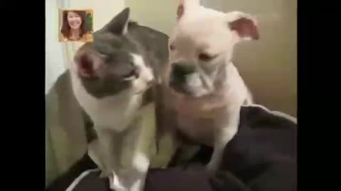 Cat and dog funny video