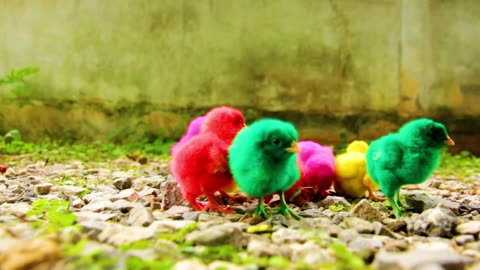 Birds