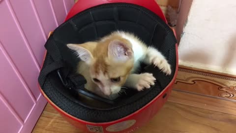 HELMET CAT Cute kitten plays with a safety helmet