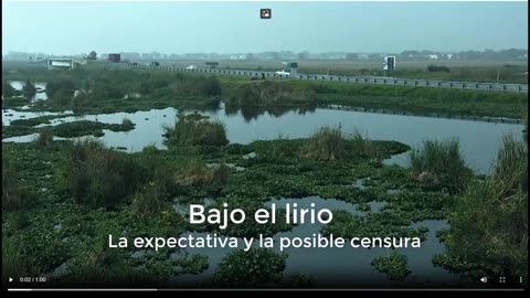 Bajo el lirio - esperando el reportaje