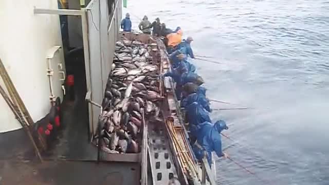 Insane Tuna Catch - Fishing Tuna Frenzy