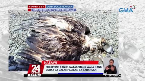 Philippine eagle, natagpuang wala nang buhay sa dalampasigan sa Sarangani | 24 Oras