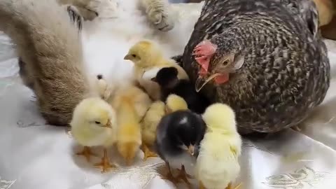cat hen fight