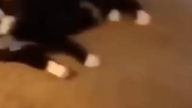 Cats and Dogs! Cute and Funny Videos