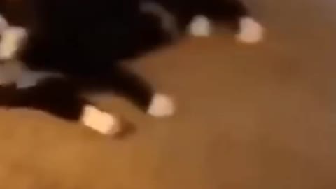 Cats and Dogs! Cute and Funny Videos