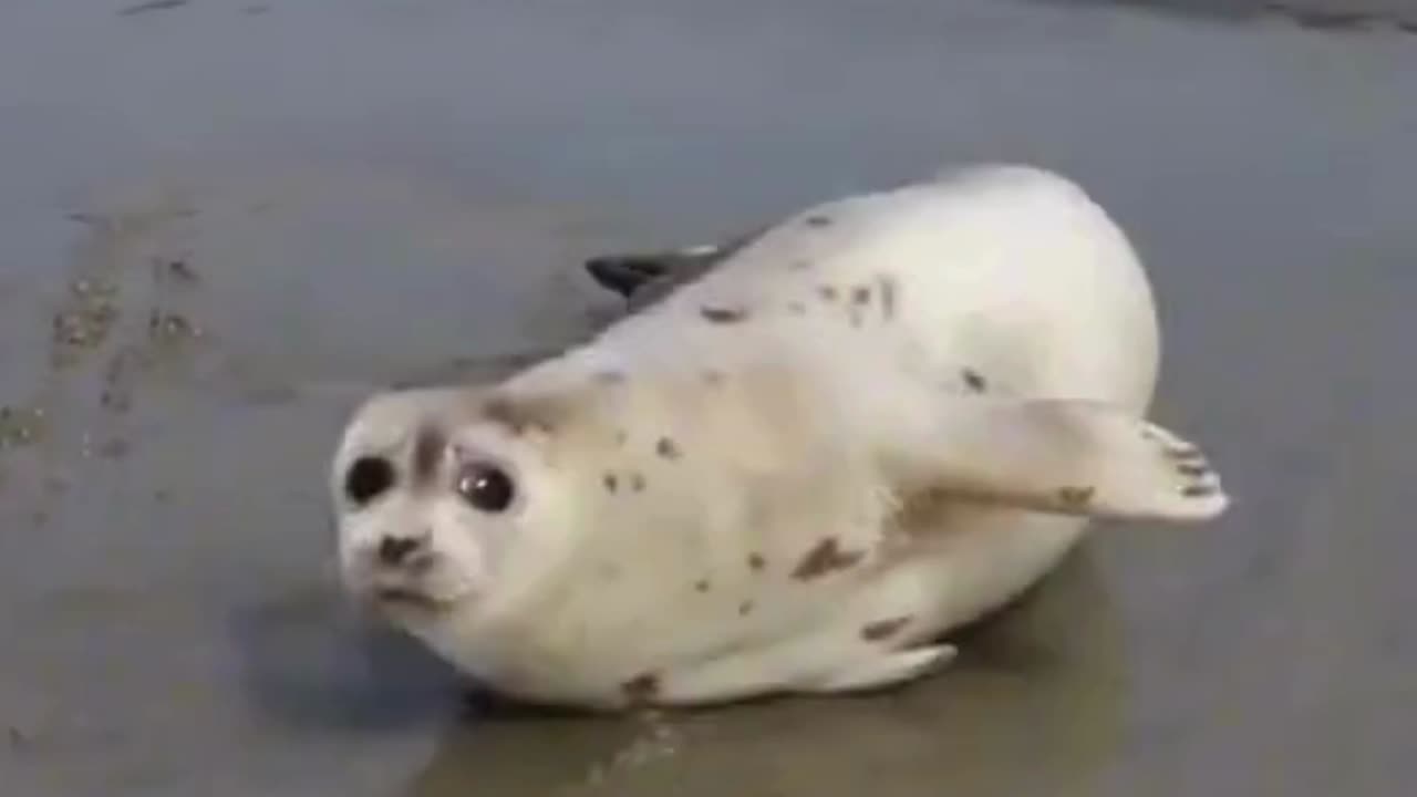 SEALS ARE THE BEST 😍 Funny & Cute Seal Compilation