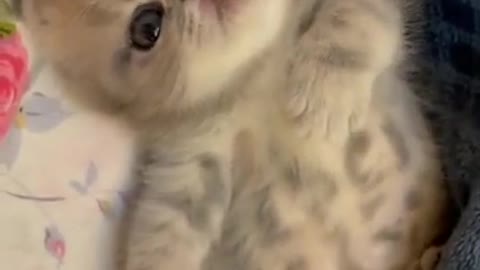 Cute Baby Cat