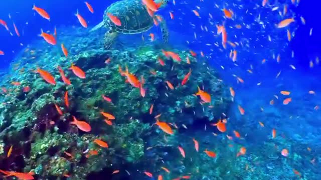 Peixes de Recife