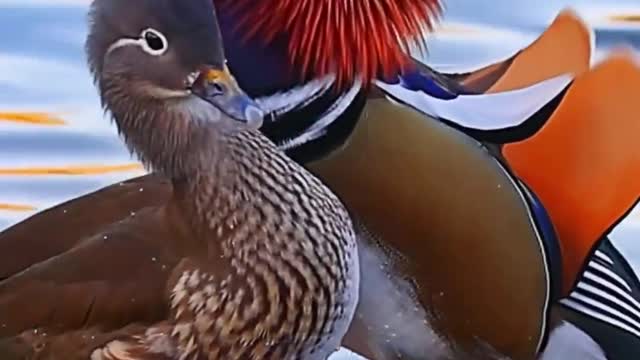 A pair of mandarin ducks playing in the water