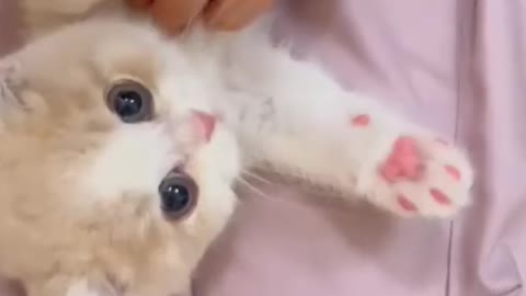 Thiscatissocute,youwillloveit.