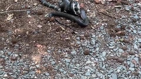 News Break: Snakes
