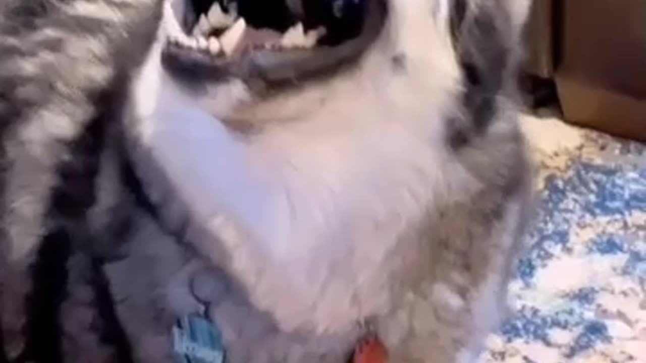 These dogs take their relationships so seriously