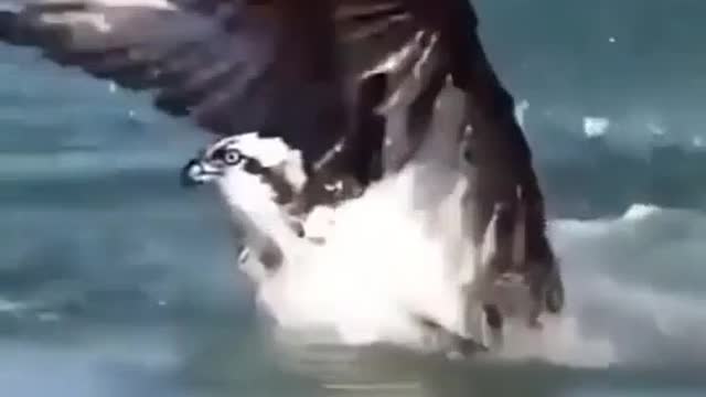 Kingfisher catch fish | wow