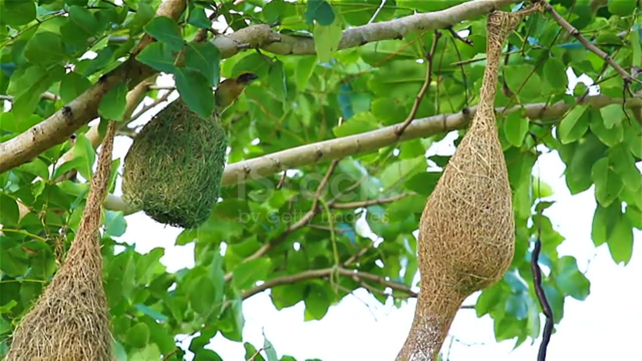 These birds camoflages on tree||parinda ke ghosle