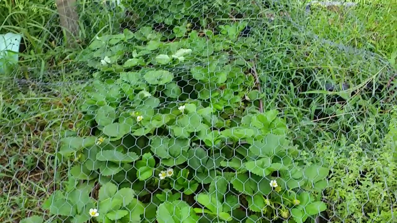 Overgrown Garden = Free Chicken Feed 6-24