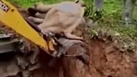 Using an excavator to help to rescue an elephant!