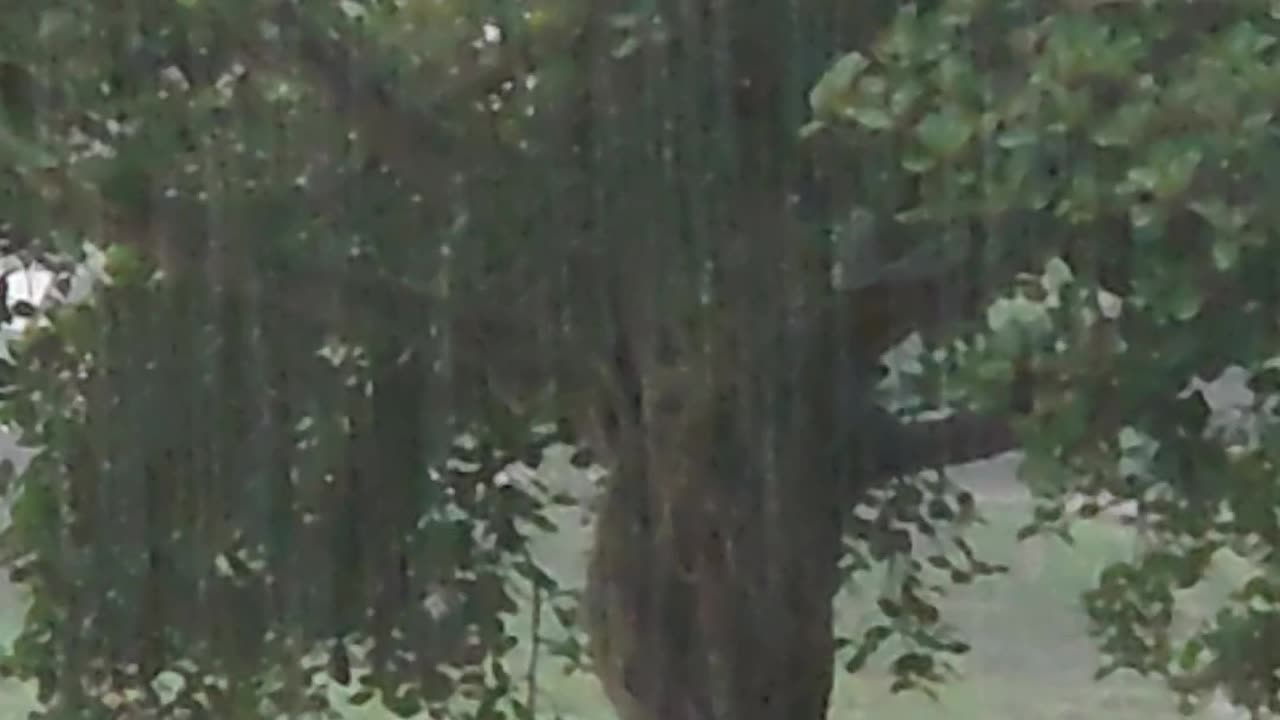 Rain-soaked banyan trees by the river