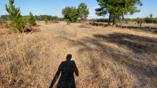 Cut down all the oak trees in the field