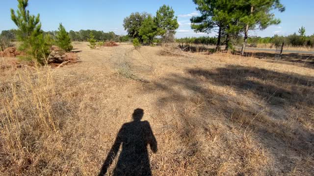 Cut down all the oak trees in the field