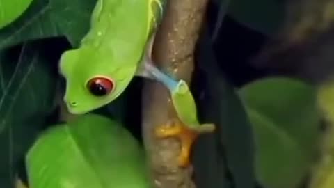 Red eyed frog