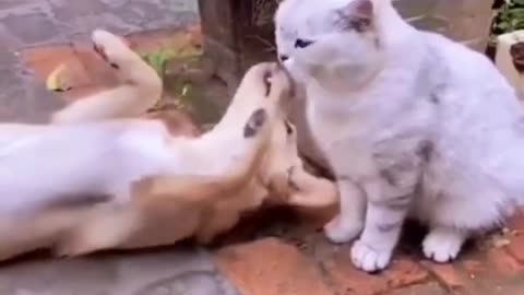 Funny animals 🤣